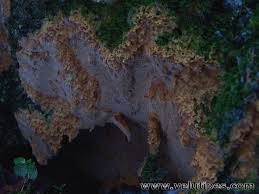 Attēlu rezultāti vaicājumam “Asterodon ferruginosus”