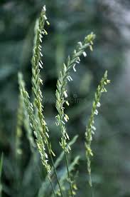 Attēlu rezultāti vaicājumam “Elytrigia repens flower”