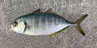 Image result for Caranx crysos