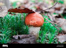 Attēlu rezultāti vaicājumam “Leccinum vulpinum”