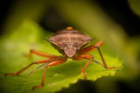 Attēlu rezultāti vaicājumam “Pentatoma rufipes”