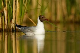 Image result for Chroicocephalus ridibundus