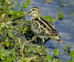 Image result for Gallinago gallinago