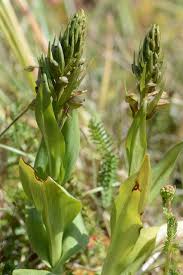 Attēlu rezultāti vaicājumam “Coeloglossum viride”