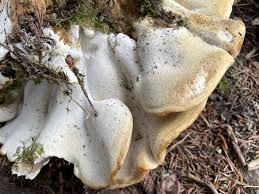 Attēlu rezultāti vaicājumam “Bondarzewia mesenterica”