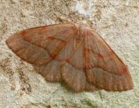 Attēlu rezultāti vaicājumam “Hylaea fasciaria”