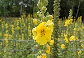 Image result for Königskerzen