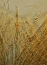 Attēlu rezultāti vaicājumam “Vibrissea decolorans”