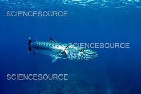 Image result for Dive Barracuda