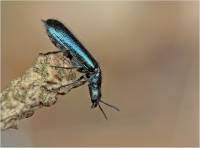 Attēlu rezultāti vaicājumam “Dasytes caeruleus”