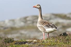 Attēlu rezultāti vaicājumam “Anser anser adult”