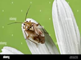 Attēlu rezultāti vaicājumam “Lygus pratensis”