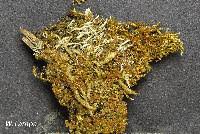 Attēlu rezultāti vaicājumam “Philonotis marchica”