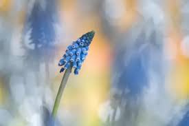 Attēlu rezultāti vaicājumam “Muscari botryoides flower”