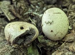 Attēlu rezultāti vaicājumam “Sclerophora pallida”