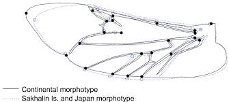 Attēlu rezultāti vaicājumam “Leptura annularis”