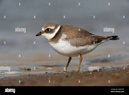 Attēlu rezultāti vaicājumam “Charadrius hiaticula”