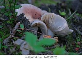 Attēlu rezultāti vaicājumam “Russula vesca”