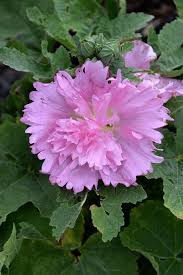 Image result for Alcea (althaea) rosea