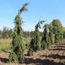 Attēlu rezultāti vaicājumam “Picea abies”