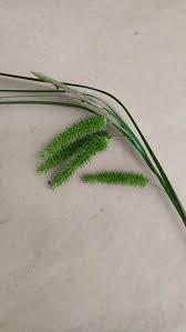 Attēlu rezultāti vaicājumam “Carex pseudocyperus”