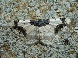 Attēlu rezultāti vaicājumam “Ligdia adustata”