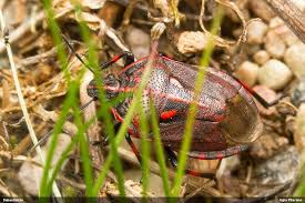 Attēlu rezultāti vaicājumam “Jalla dumosa”