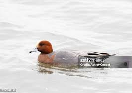 Attēlu rezultāti vaicājumam “Anas penelope”