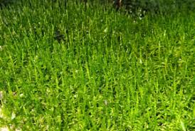 Attēlu rezultāti vaicājumam “Calliergonella cuspidata sporophyte”