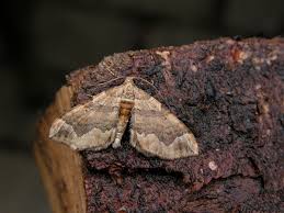 Attēlu rezultāti vaicājumam “Pelurga comitata”