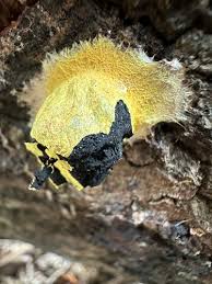 Attēlu rezultāti vaicājumam “Fuligo luteonitens macro”