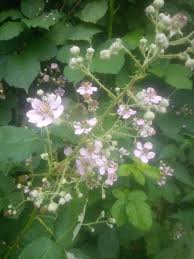 Attēlu rezultāti vaicājumam “Rubus plicatus flower”