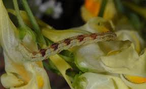 Attēlu rezultāti vaicājumam “Eupithecia linariata”