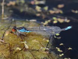 Attēlu rezultāti vaicājumam “Erythromma najas”