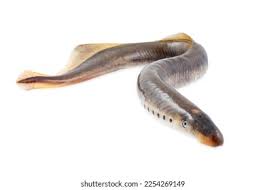 Image result for Lampetra fluviatilis