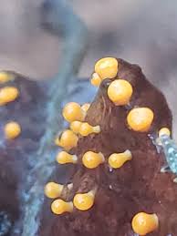 Attēlu rezultāti vaicājumam “Craterium minutum macro”