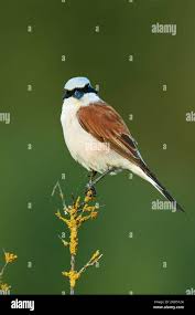 Attēlu rezultāti vaicājumam “Lanius collurio male”