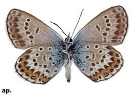 Attēlu rezultāti vaicājumam “Plebejus argus / Plebejus idas”