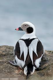 Attēlu rezultāti vaicājumam “Clangula hyemalis male”