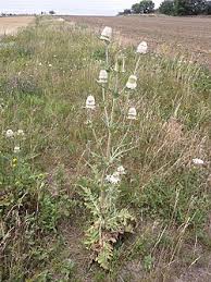 Image result for Dipsacus laciniatus