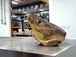 Image result for Lamna nasus