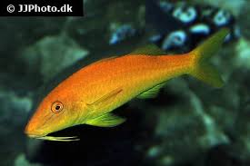 Image result for Parupeneus cyclostomus