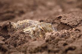 Attēlu rezultāti vaicājumam “Lepus europaeus adult”