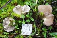 Attēlu rezultāti vaicājumam “Arrhenia spatulata”