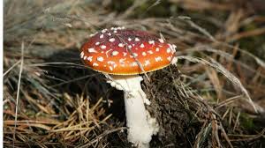 Image result for vliegenzwam