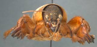 Attēlu rezultāti vaicājumam “Gryllotalpa gryllotalpa”