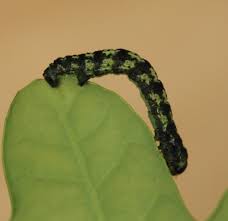 Attēlu rezultāti vaicājumam “Agriopis leucophaearia”