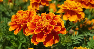 Attēlu rezultāti vaicājumam “Tagetes flower”