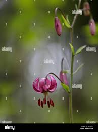 Attēlu rezultāti vaicājumam “Lilium martagon bud”