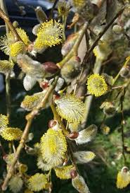 Attēlu rezultāti vaicājumam “Salix repens subsp. rosmarinifolia flower”